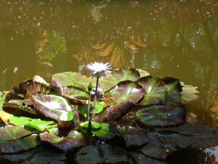 Water Lily in Hawaii